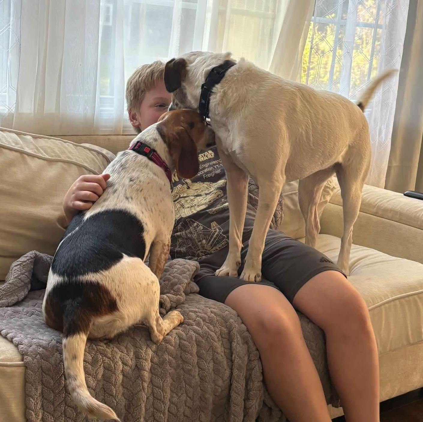 Enlarge Ella, a Adoptable mixed breed in West Hartford, CT image 3/5