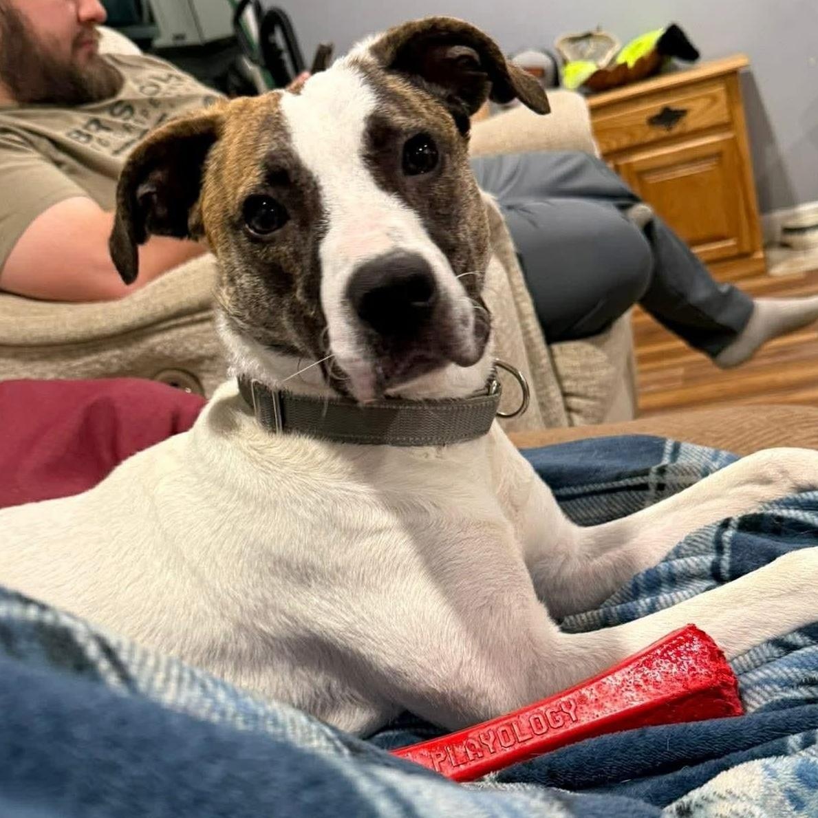 Ella, ADOPTABLE, Young Female Basset Hound & Terrier.