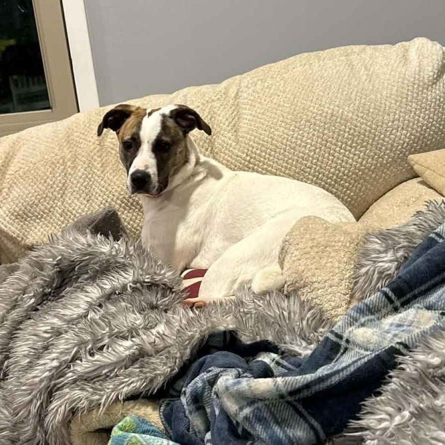 Enlarge Ella, a ADOPTABLE mixed breed in West Hartford, CT image 2/5