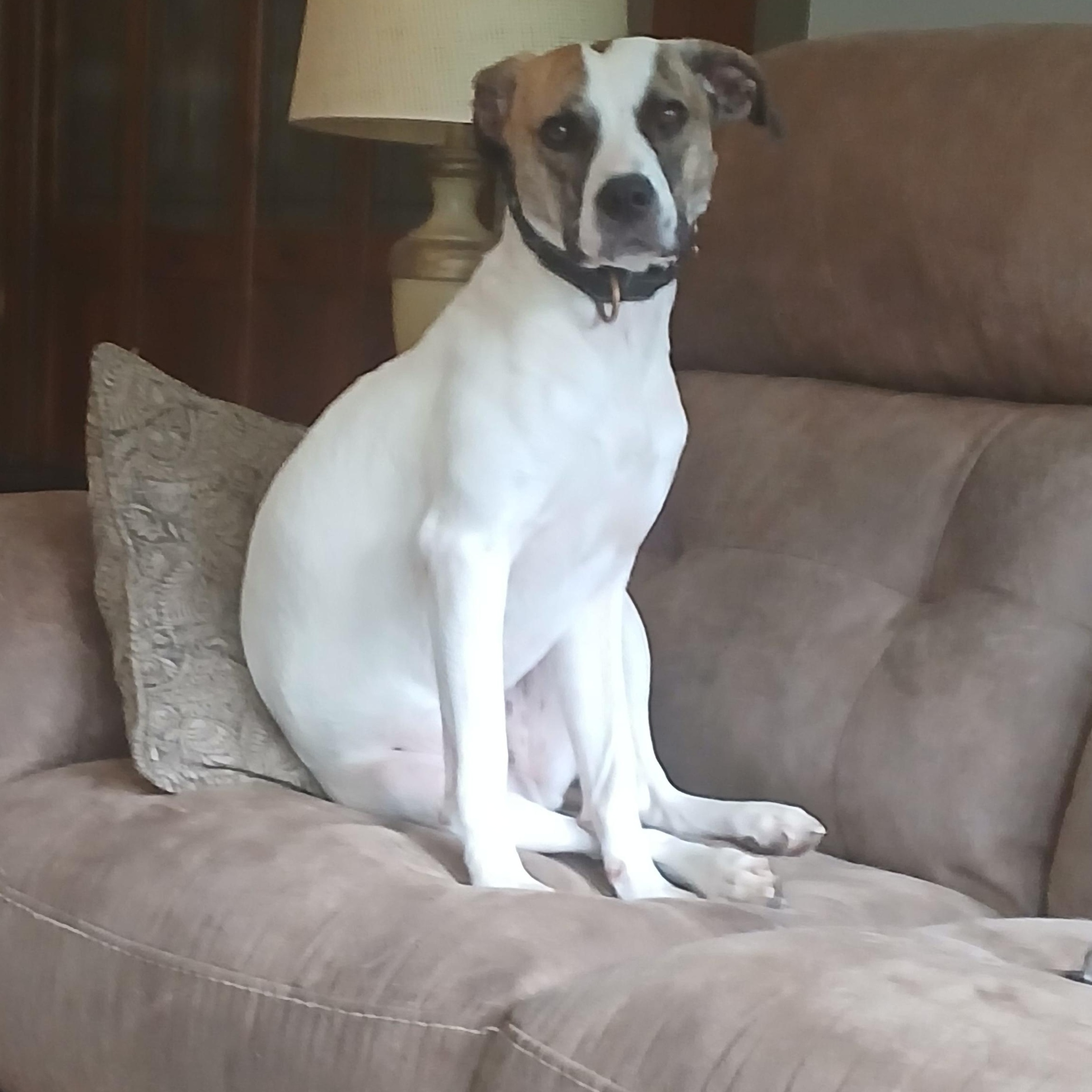 Enlarge Ella, a ADOPTABLE mixed breed in West Hartford, CT image 4/5