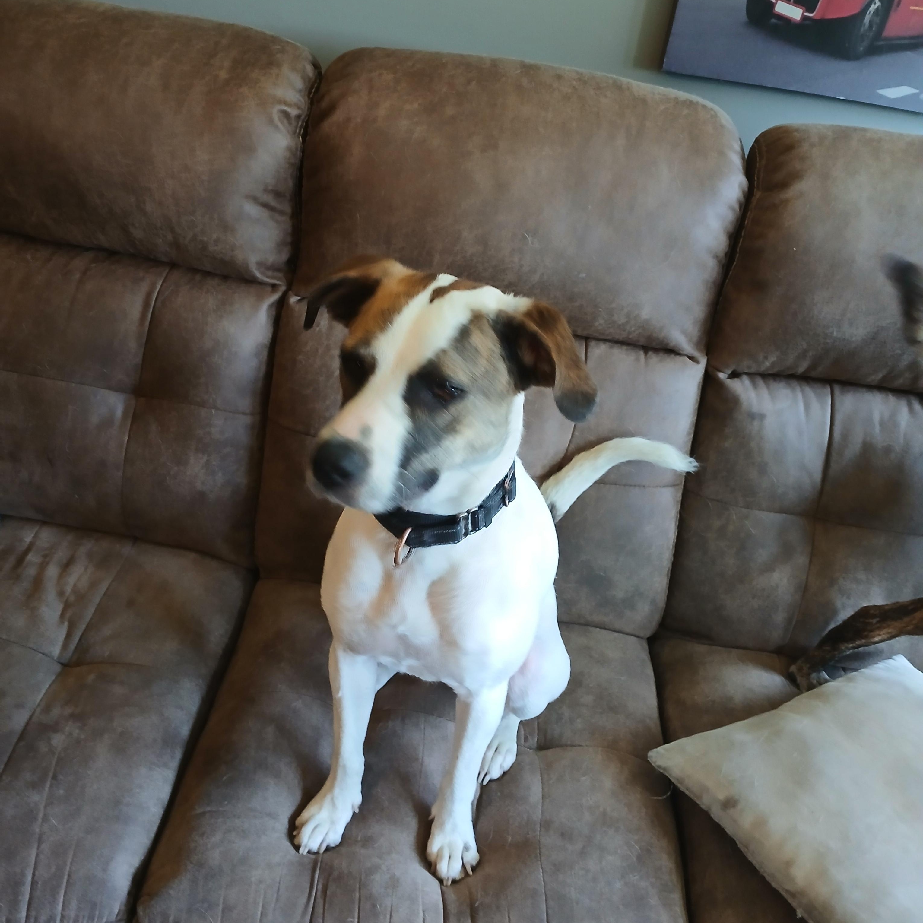 Enlarge Ella, a ADOPTABLE mixed breed in West Hartford, CT image 3/5