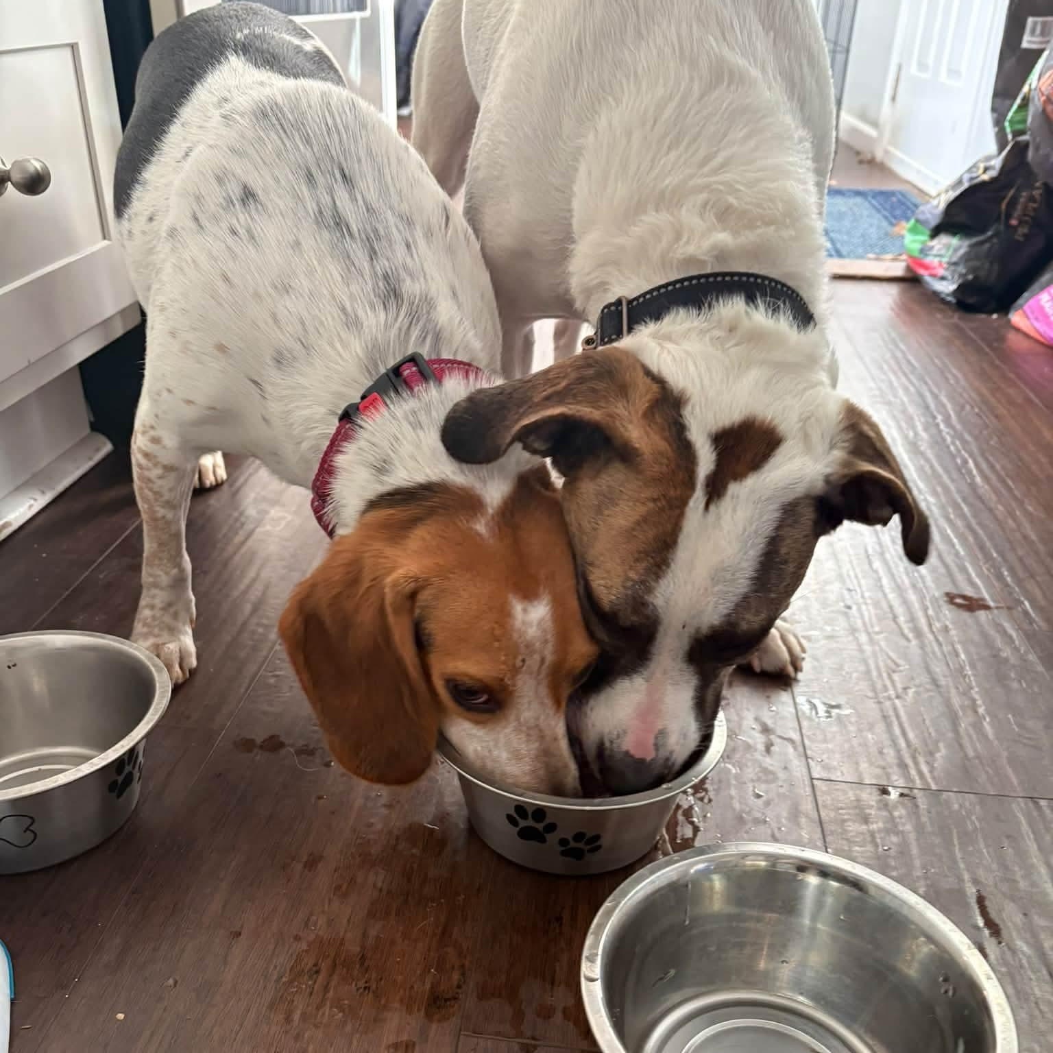 Enlarge Ella, a Adoptable mixed breed in West Hartford, CT image 5/5