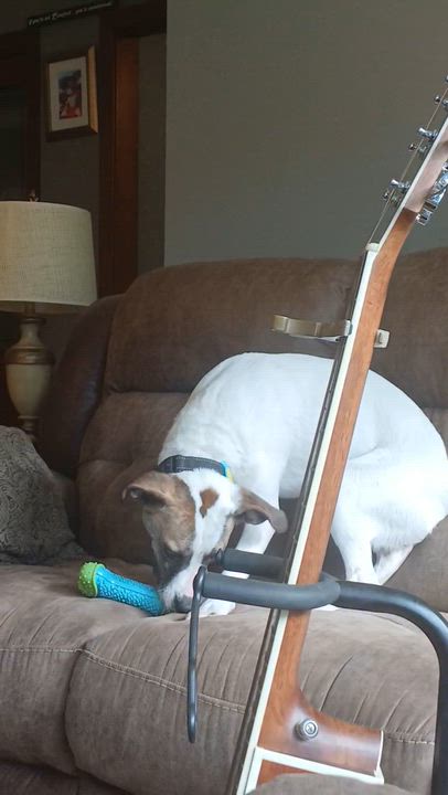 Enlarge Ella, a ADOPTABLE mixed breed in West Hartford, CT video 5/5