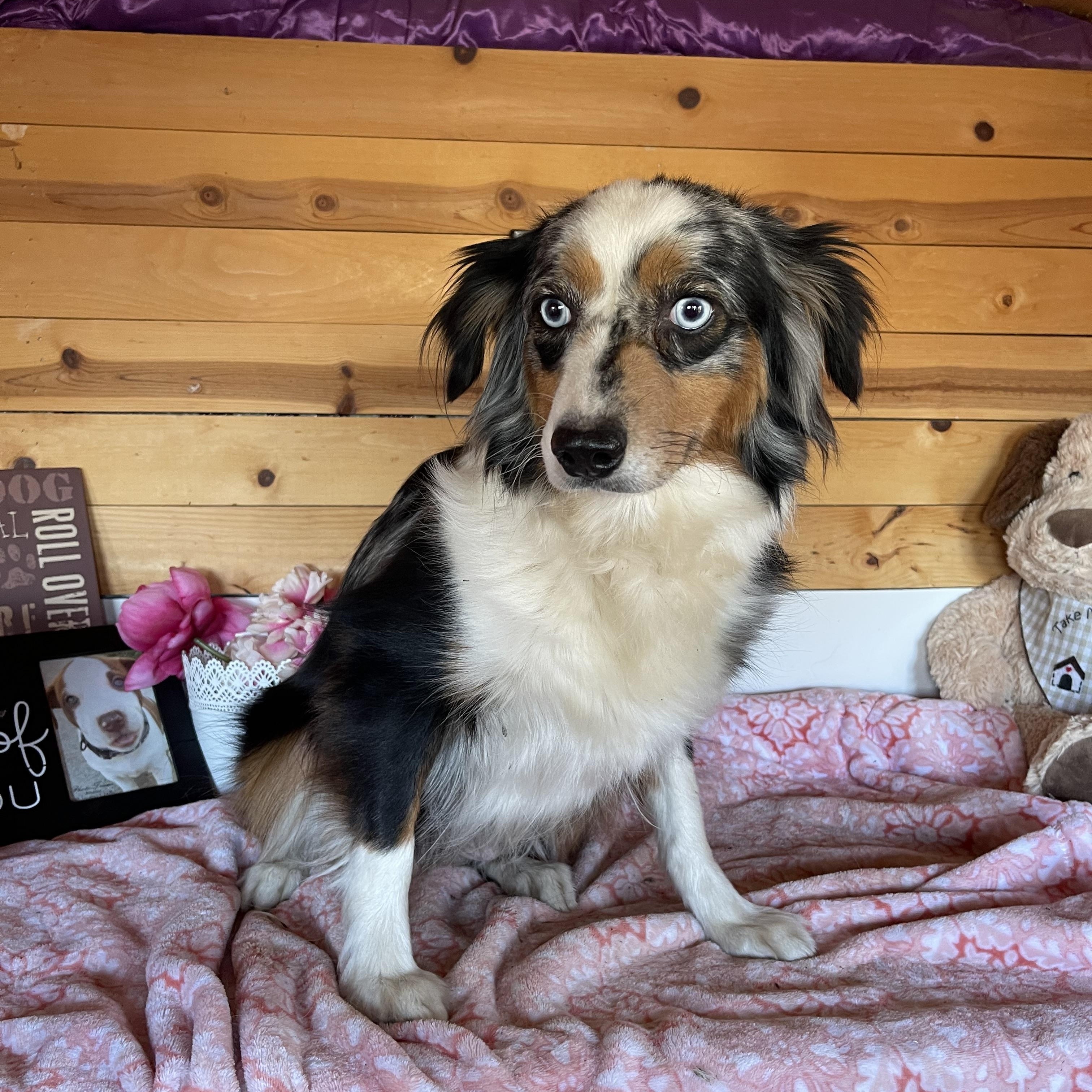 Celeste, adoptable, Young Female Australian Shepherd.