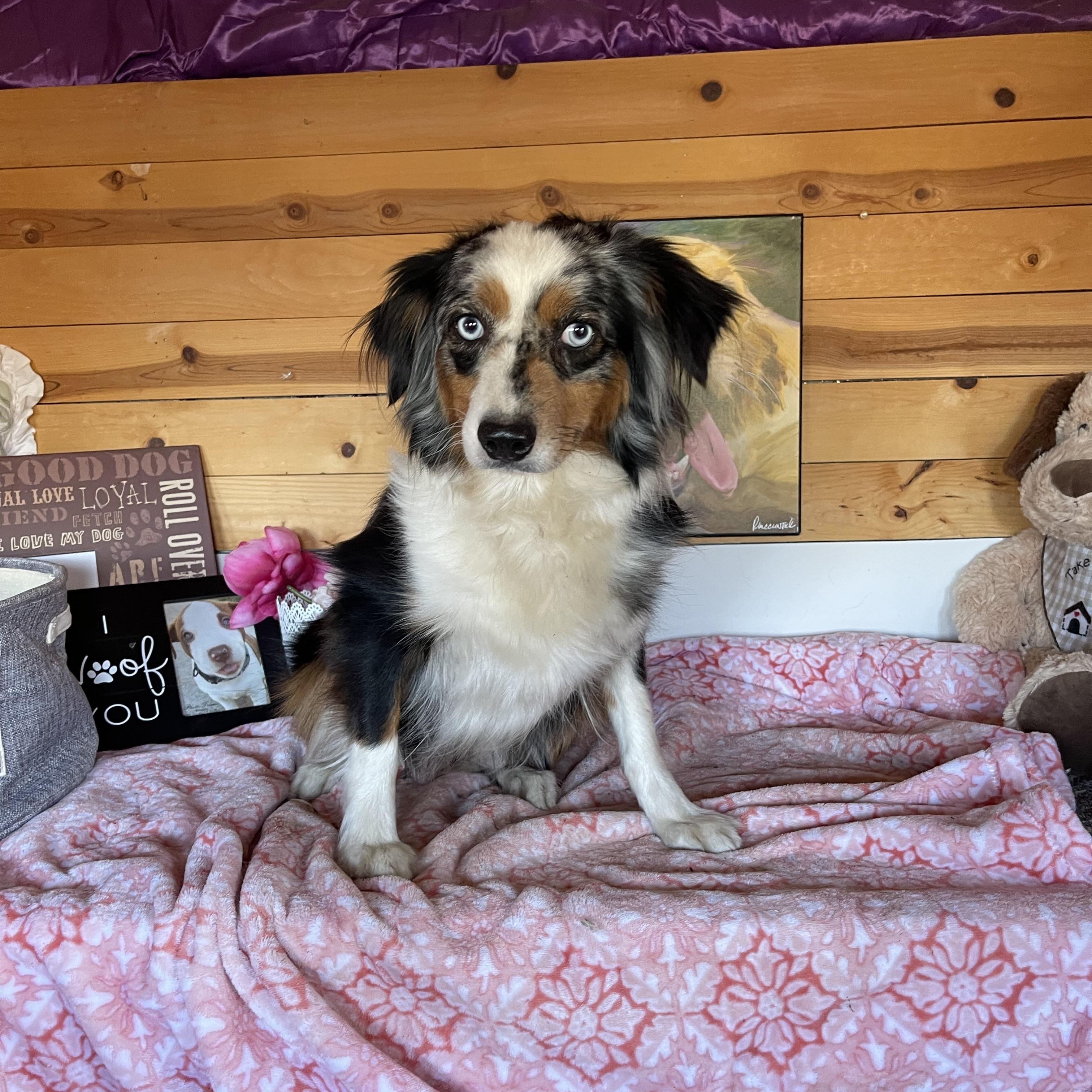 Celeste, an adoptable Australian Shepherd in Vacaville, CA image 2/6