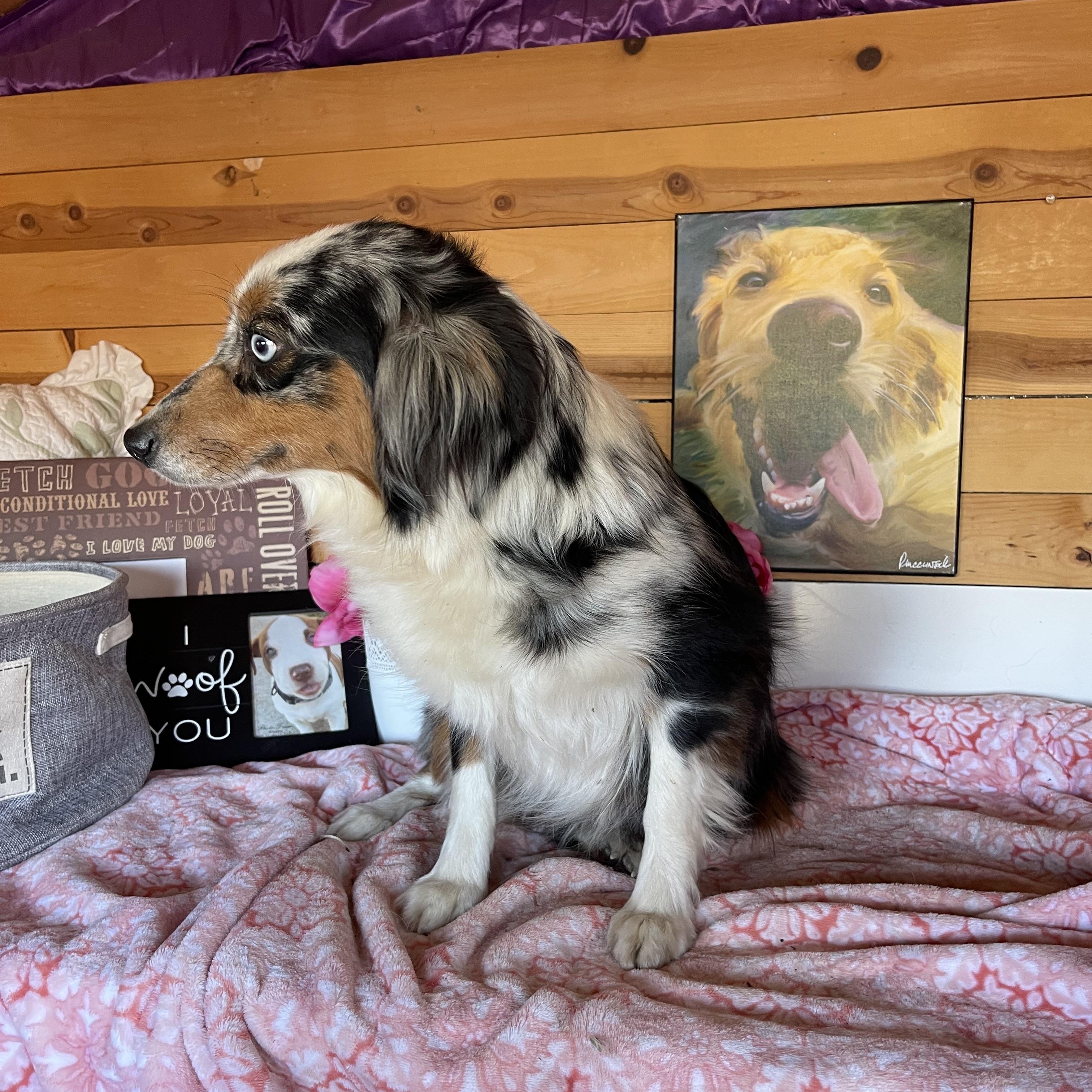 Celeste, an adoptable Australian Shepherd in Vacaville, CA image 3/6