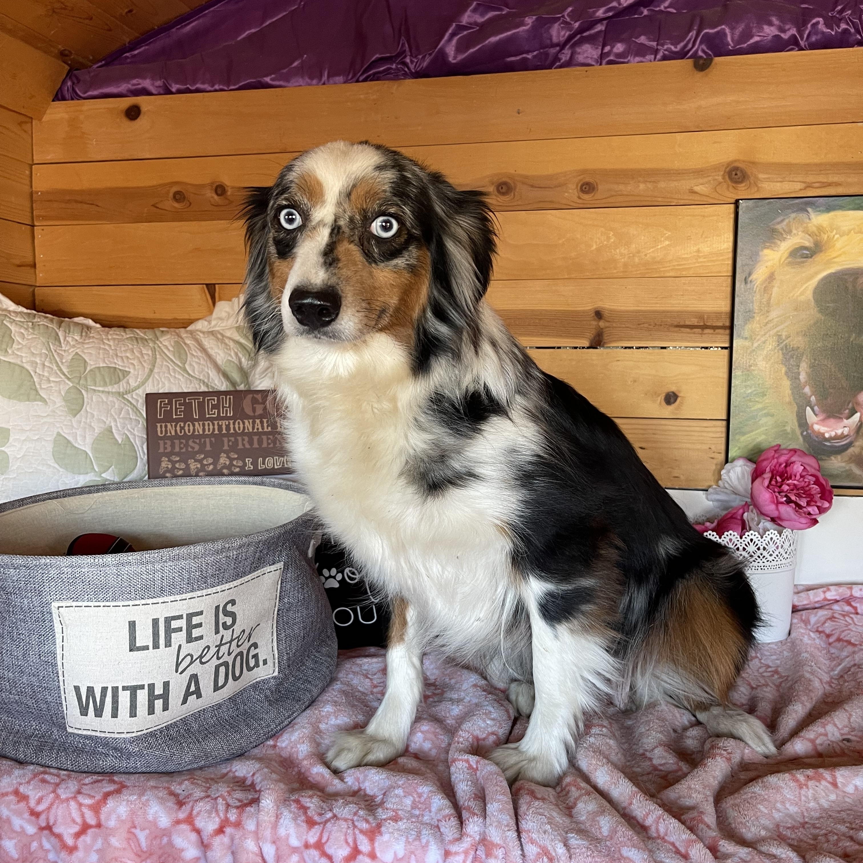 Celeste, an adoptable Australian Shepherd in Vacaville, CA image 4/6
