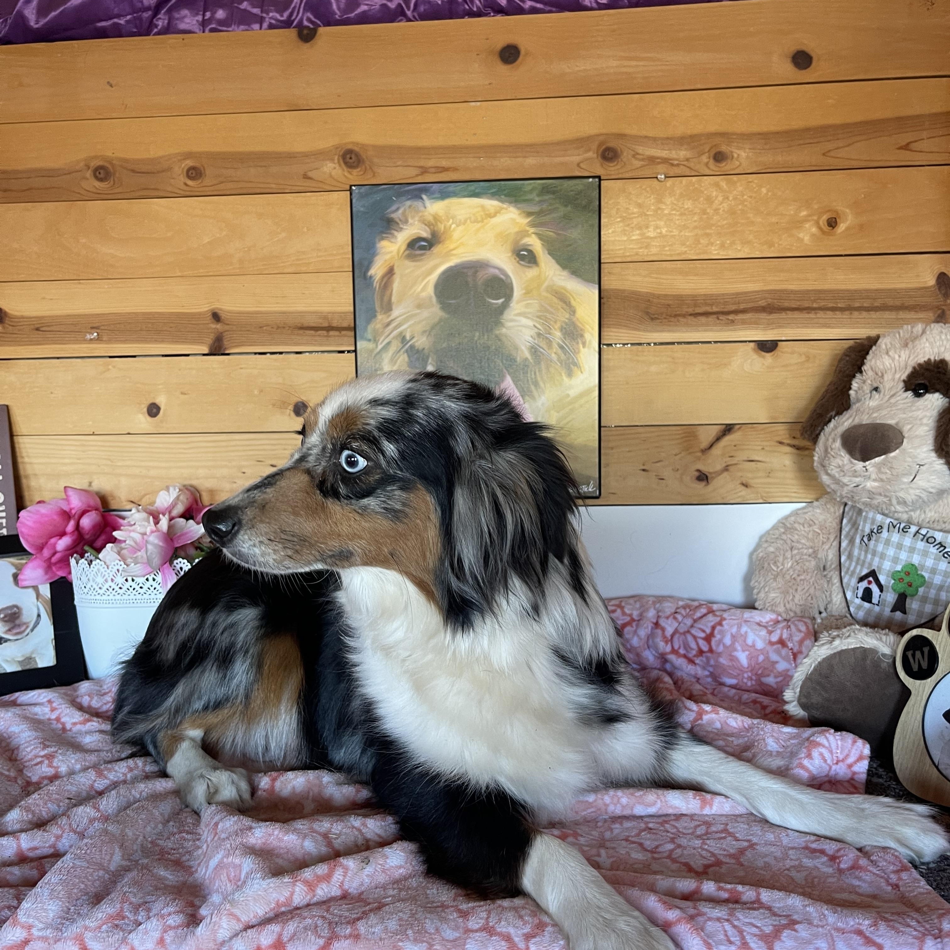 Celeste, an adoptable Australian Shepherd in Vacaville, CA image 5/6