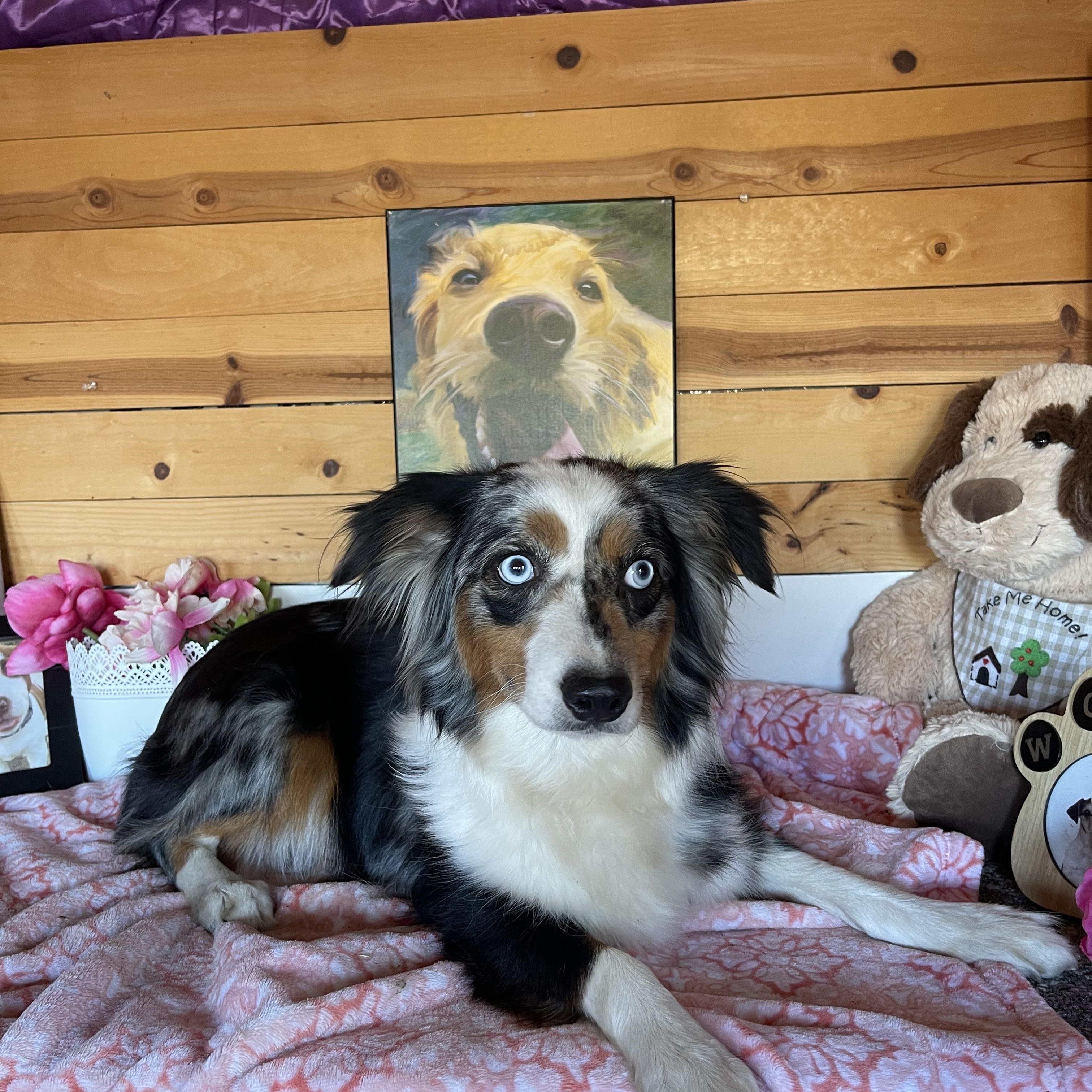 Celeste, an adoptable Australian Shepherd in Vacaville, CA image 6/6