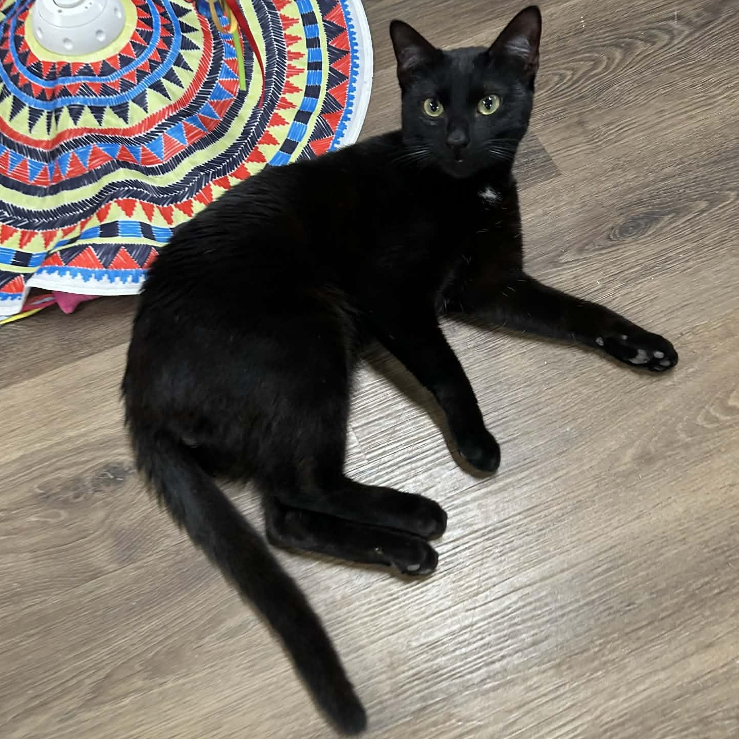 Enlarge Ebenezer, an adopted mixed breed in The Colony, TX image 6/6