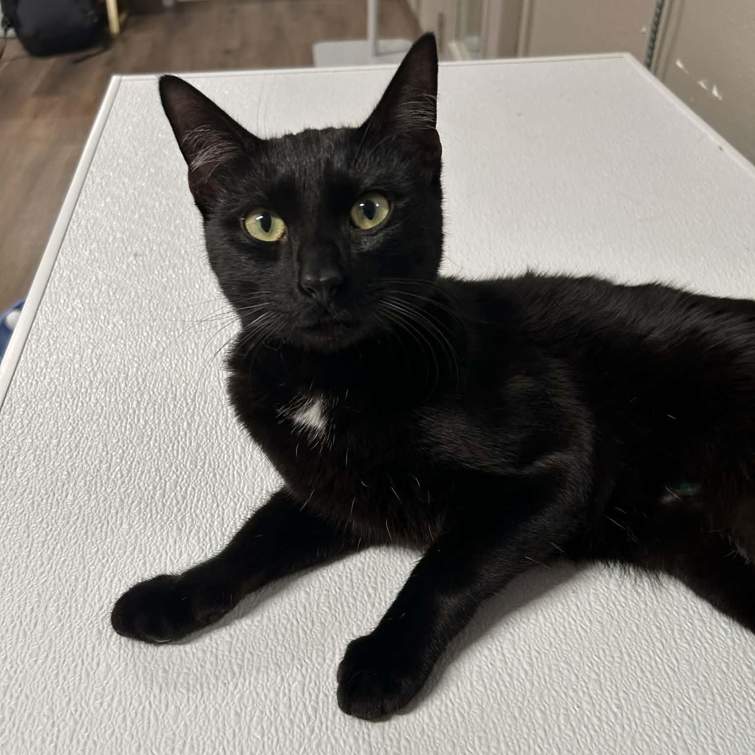 Enlarge Ebenezer, an adopted mixed breed in The Colony, TX image 3/6