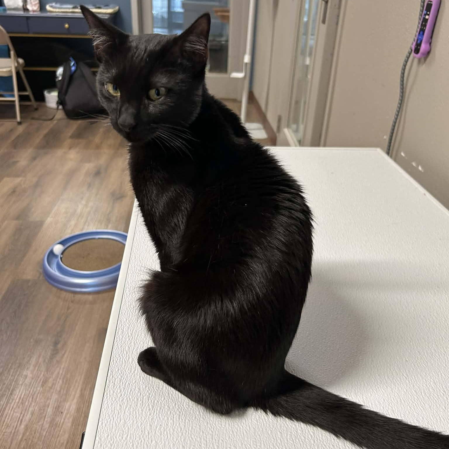 Enlarge Ebenezer, an adopted mixed breed in The Colony, TX image 4/6