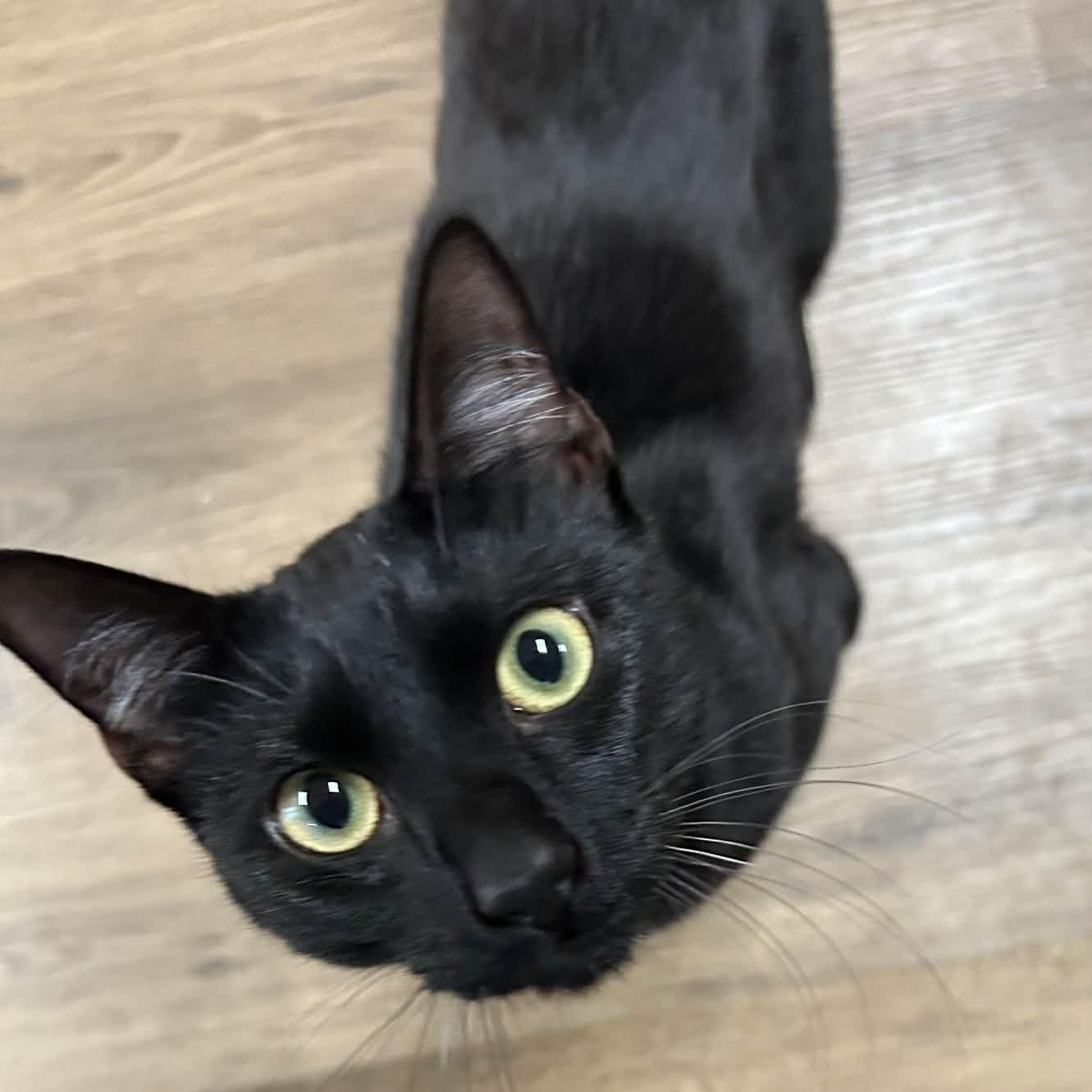 Enlarge Ebenezer, an adopted mixed breed in The Colony, TX image 5/6