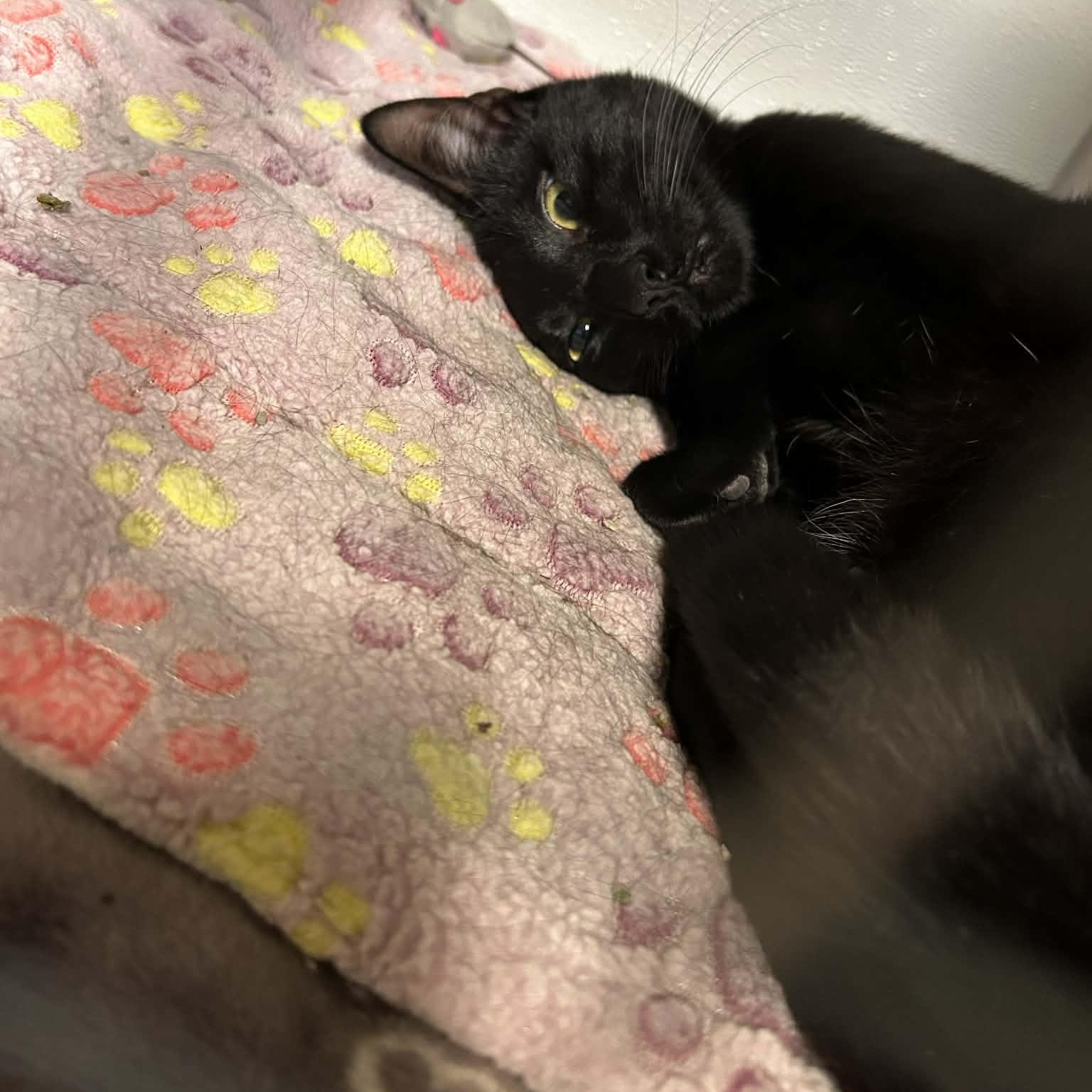 Enlarge Ebenezer, an adopted mixed breed in The Colony, TX image 2/6