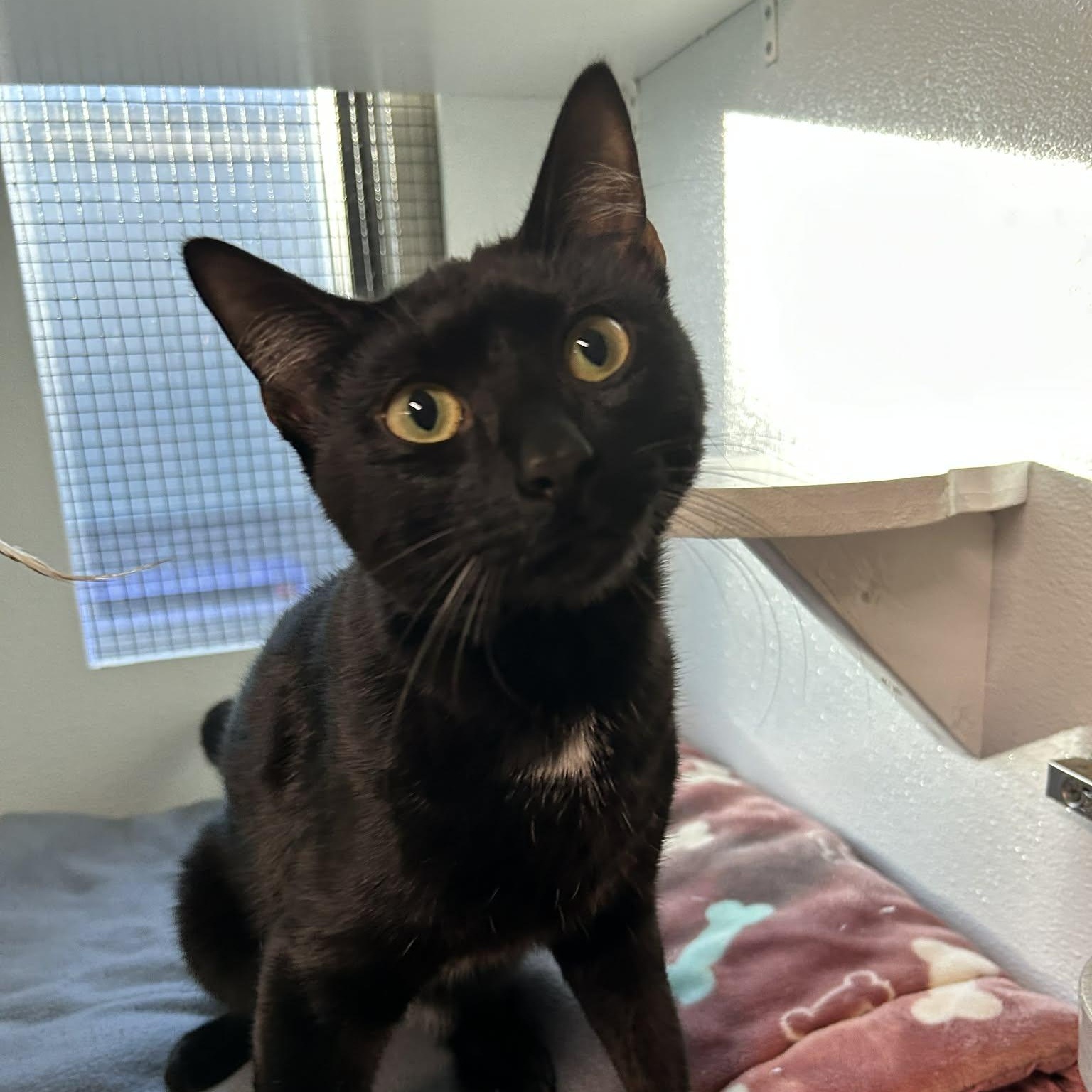 Ebenezer, adoptable, Adult Male Domestic Short Hair.