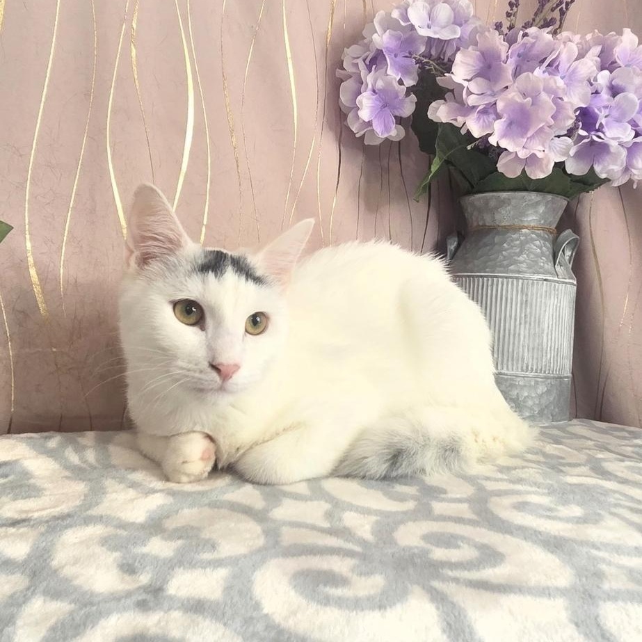 Enlarge Brew, a Adoptable Domestic Short Hair in Claremont, NH image 2/6