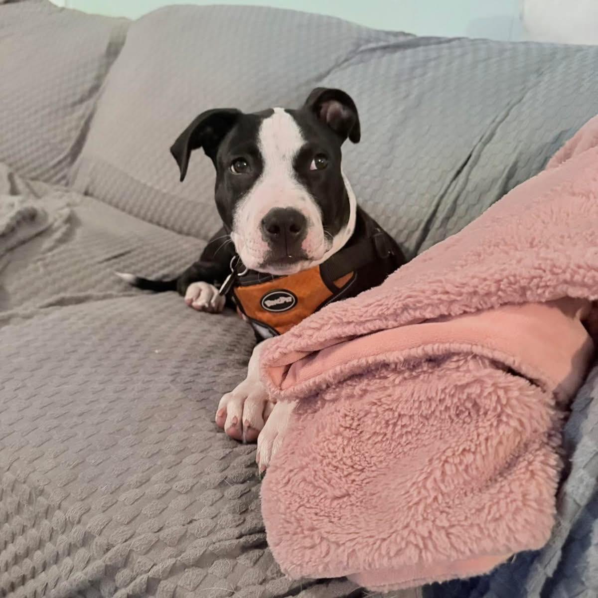 Enlarge Norm, a ADOPTABLE mixed breed in Broken Arrow, OK image 2/4