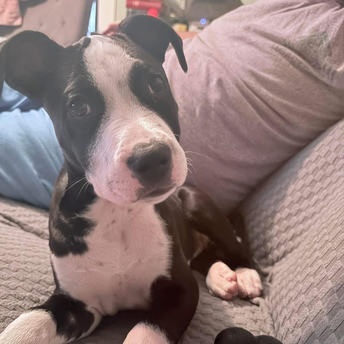 Enlarge Norm, a ADOPTABLE mixed breed in Broken Arrow, OK image 4/4