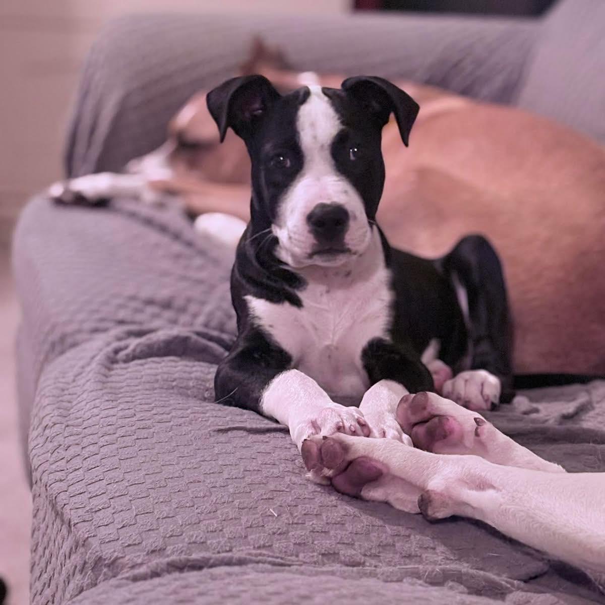 Norm, ADOPTABLE, Puppy Male Pit Bull Terrier.