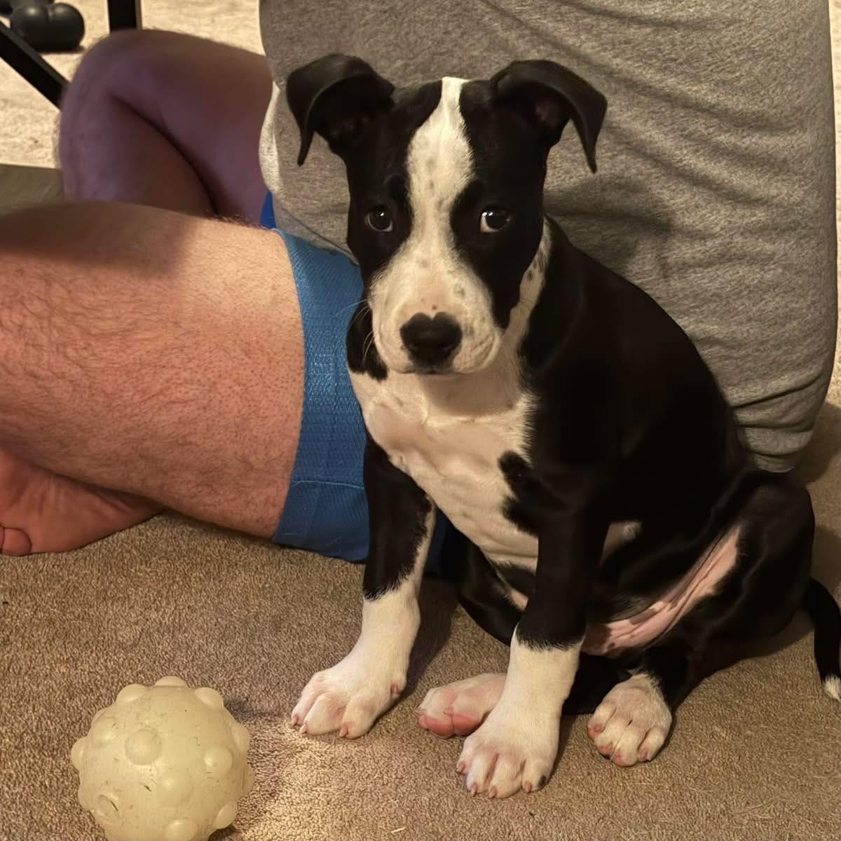 Enlarge Norm, a ADOPTABLE mixed breed in Broken Arrow, OK image 3/4