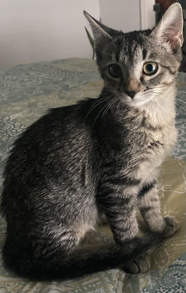 Olive, Adoptable, Kitten Female Domestic Short Hair.