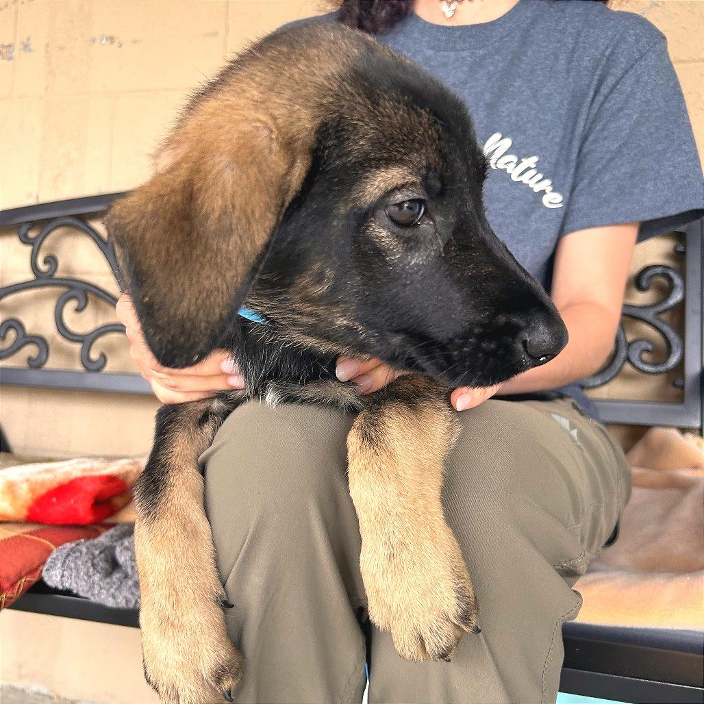 Mona, a Adoptable Mixed Breed in Hendersonville, NC image 1/5