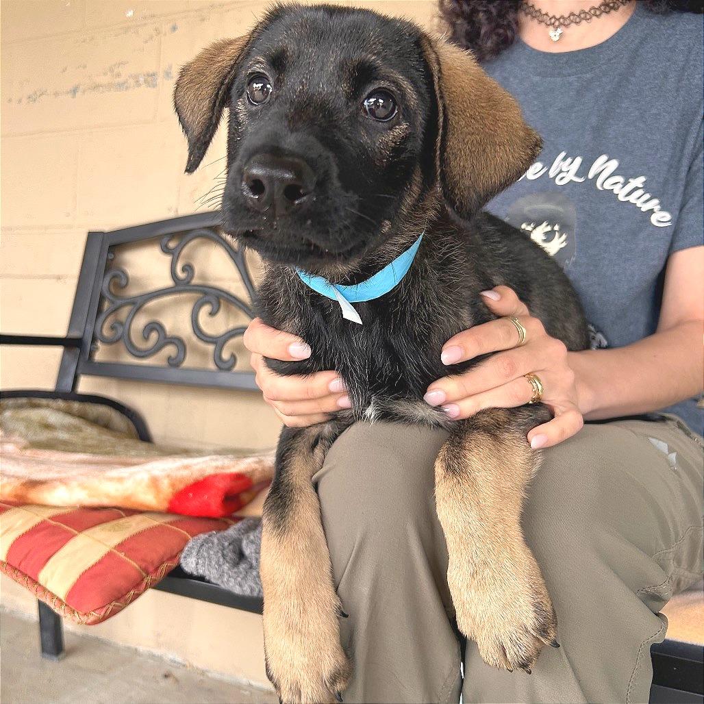 Mona, a Adoptable Mixed Breed in Hendersonville, NC image 2/5