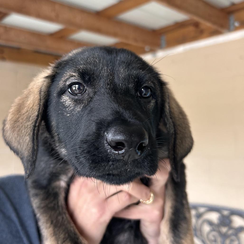 Mona, a Adoptable Mixed Breed in Hendersonville, NC image 3/5