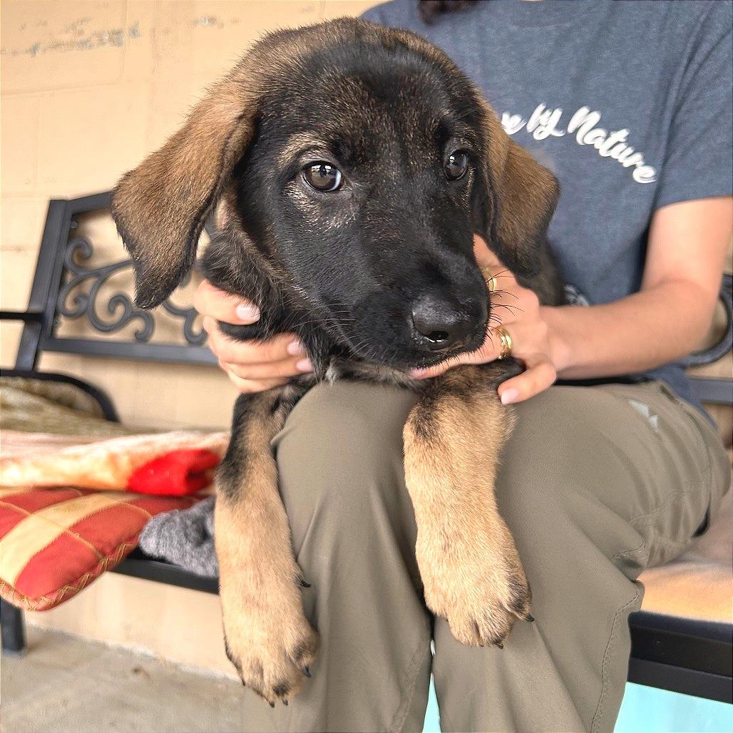 Mona, a Adoptable Mixed Breed in Hendersonville, NC image 4/5