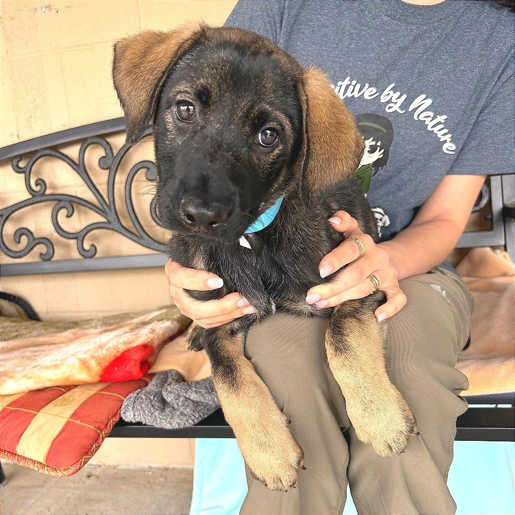 Mona, a Adoptable Mixed Breed in Hendersonville, NC image 5/5