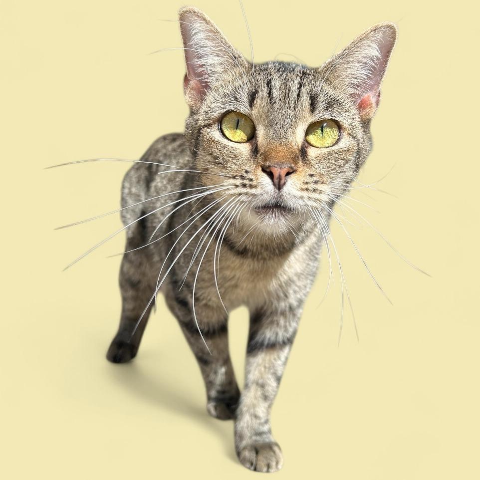 Ally, Adoptable, Adult Female Domestic Short Hair.