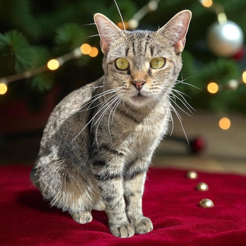 Enlarge Ally, a Adoptable Domestic Short Hair in Lithia, FL image 2/2