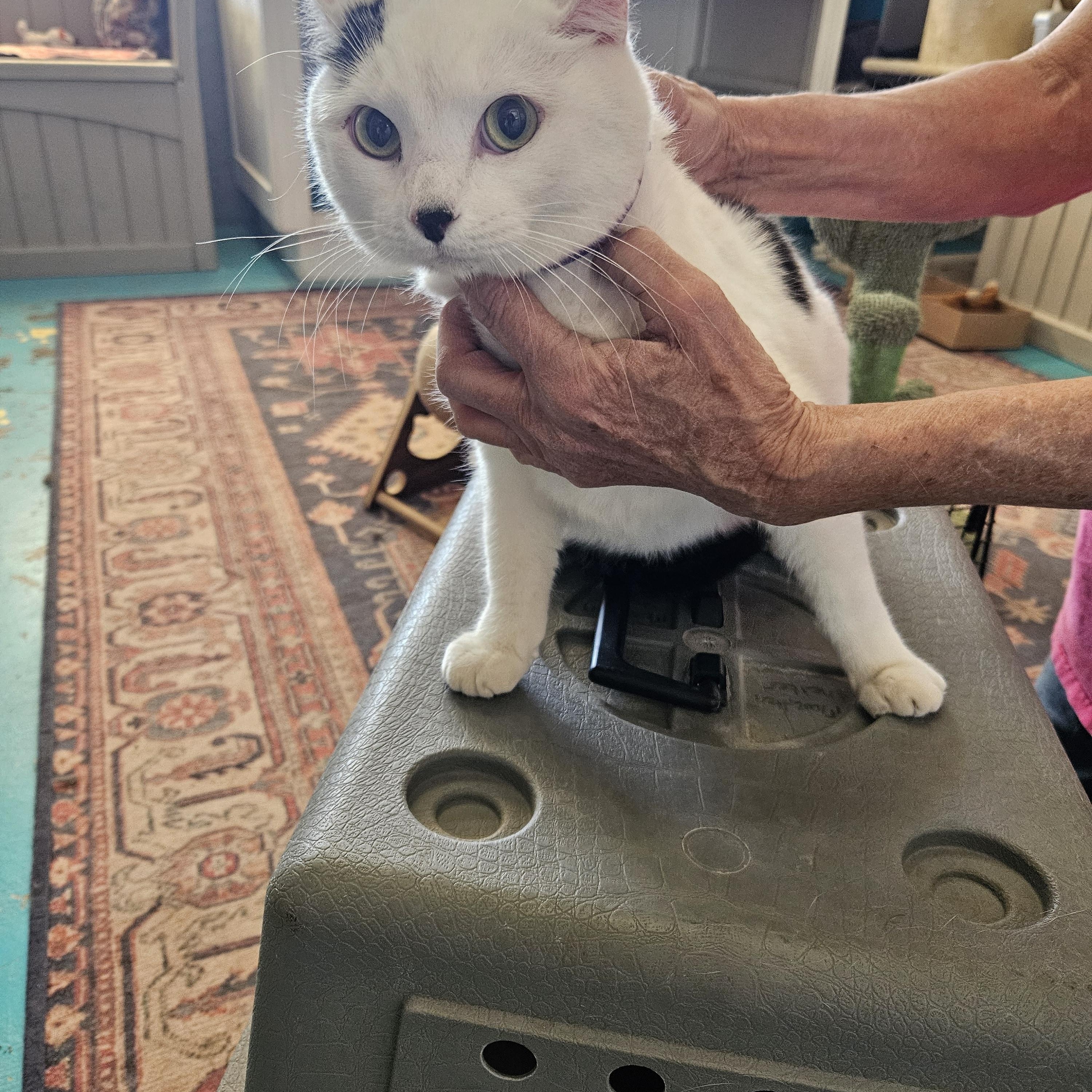 Enlarge Minnie, a Adoptable Domestic Short Hair in Alpine, TX image 1/1