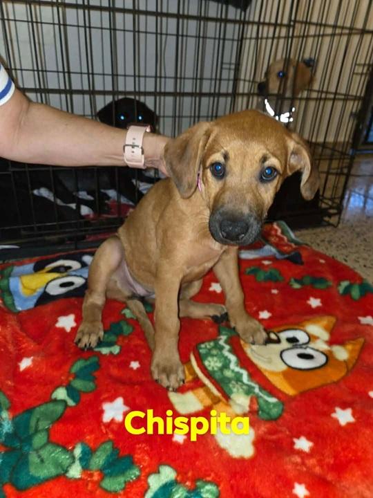 Chispita, ADOPTABLE, Puppy Female Labrador Retriever.