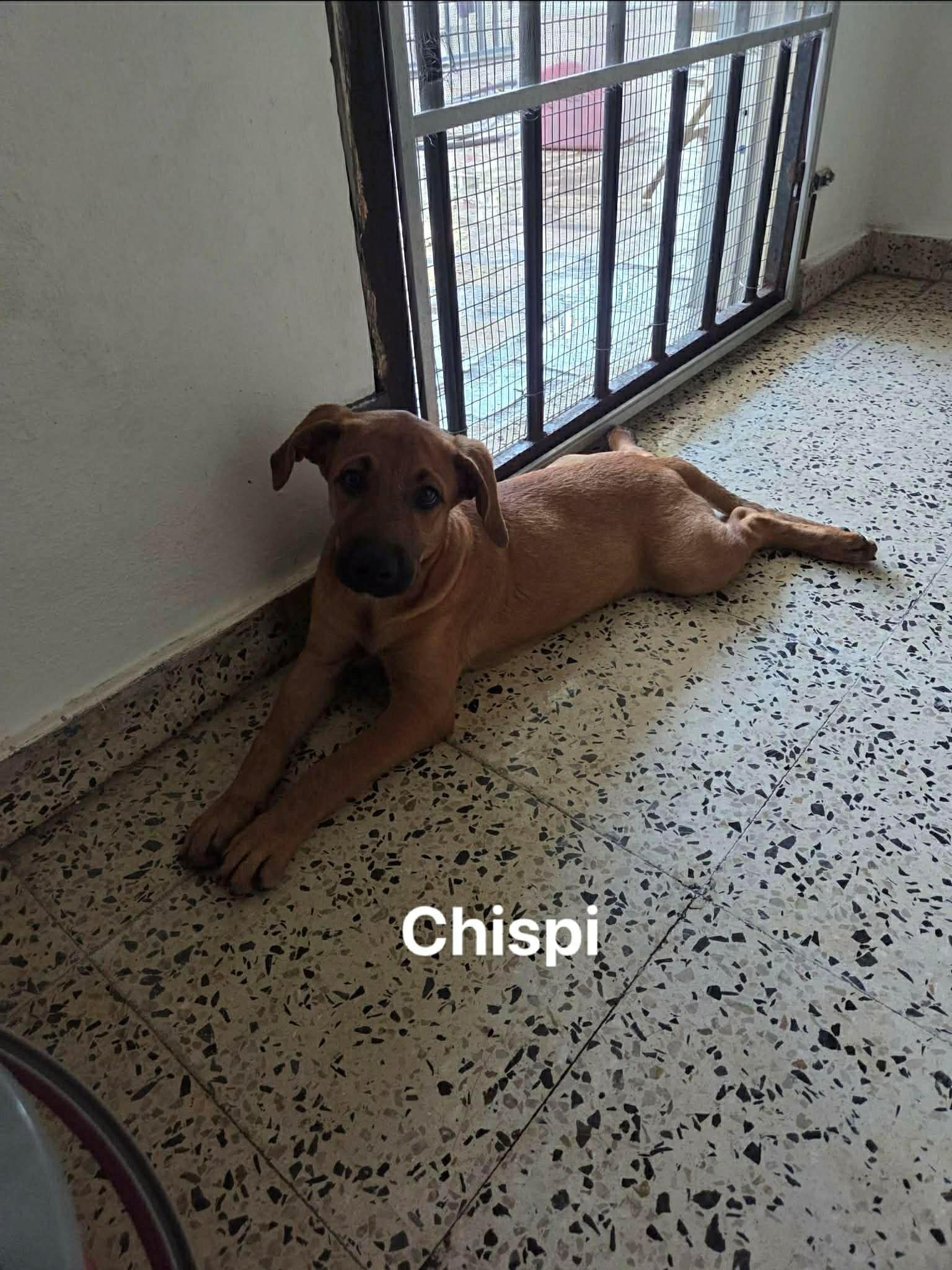 Chispita, a ADOPTABLE mixed breed in Huntington, NY image 2/2