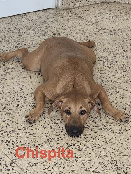 Chispita, ADOPTABLE, Puppy Female Labrador Retriever.