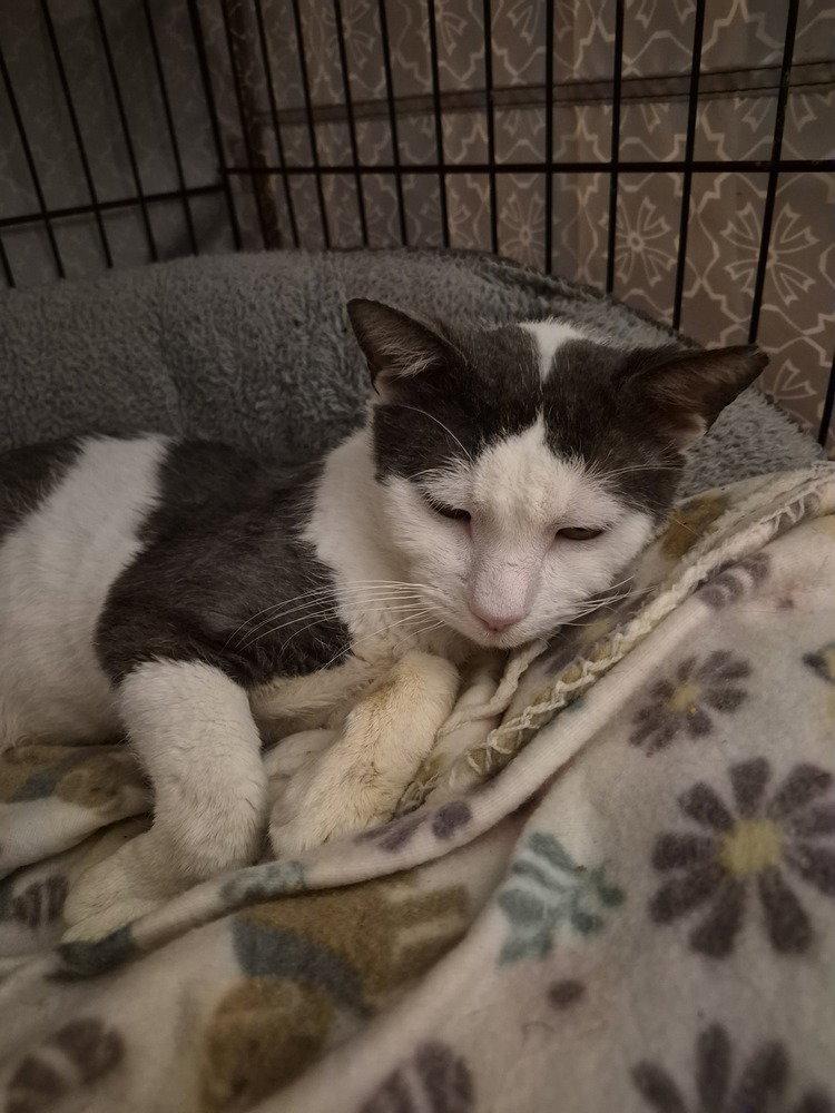Enlarge Moochie, a Adoptable Domestic Short Hair in O'Fallon, MO image 1/3