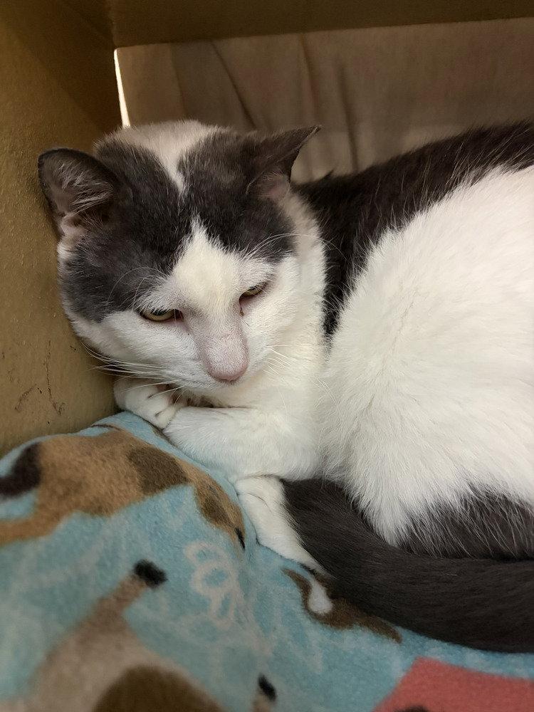 Enlarge Moochie, a Adoptable Domestic Short Hair in O'Fallon, MO image 2/3