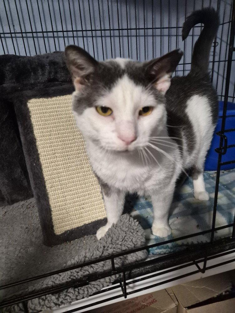 Enlarge Moochie, a Adoptable Domestic Short Hair in O'Fallon, MO image 3/3