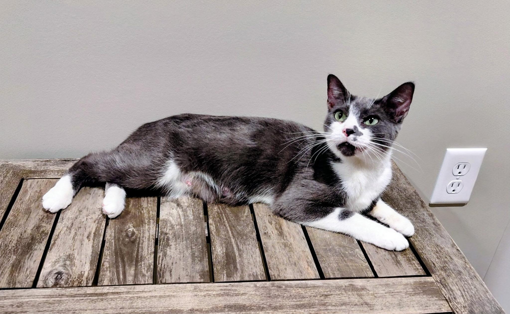 Enlarge Sabi, a ADOPTABLE Domestic Short Hair in Kalamazoo, MI image 1/1