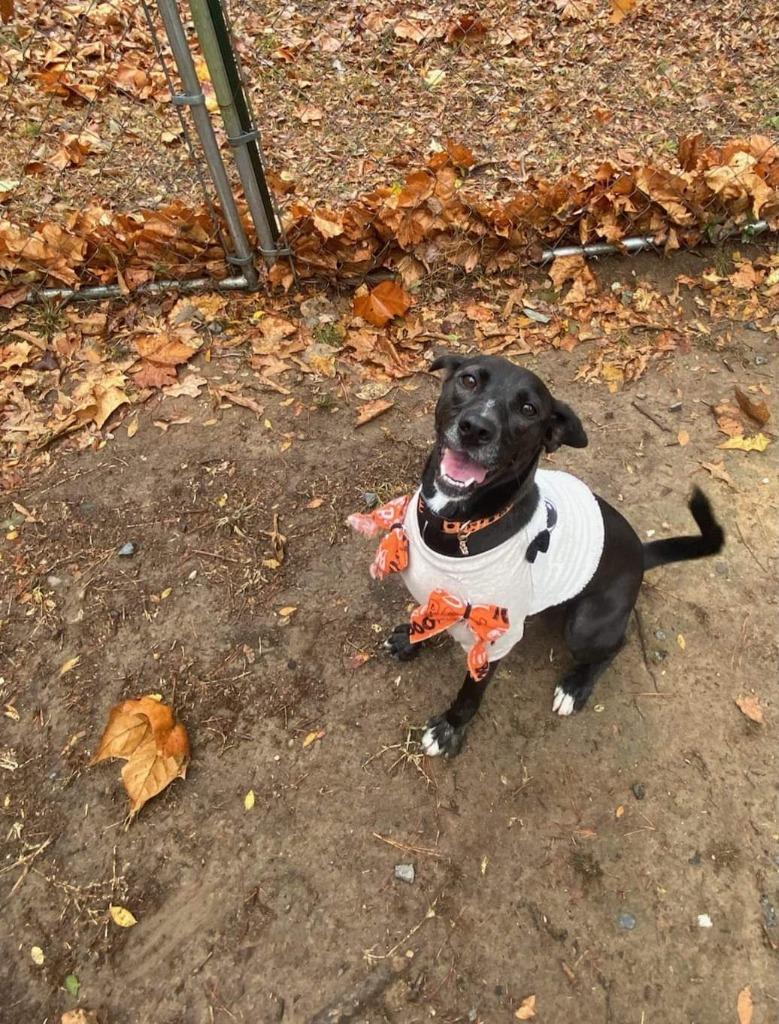 Millie, Adoptable, Adult Female Black Labrador Retriever & Spitz.