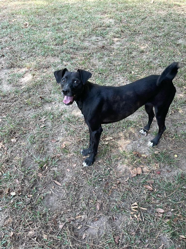 Enlarge Millie, a Adoptable mixed breed in Mena, AR image 3/4