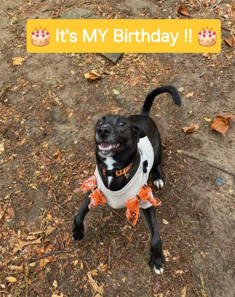 Enlarge Millie, a Adoptable mixed breed in Mena, AR image 4/4