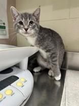 Lucy *Bonded to Desi