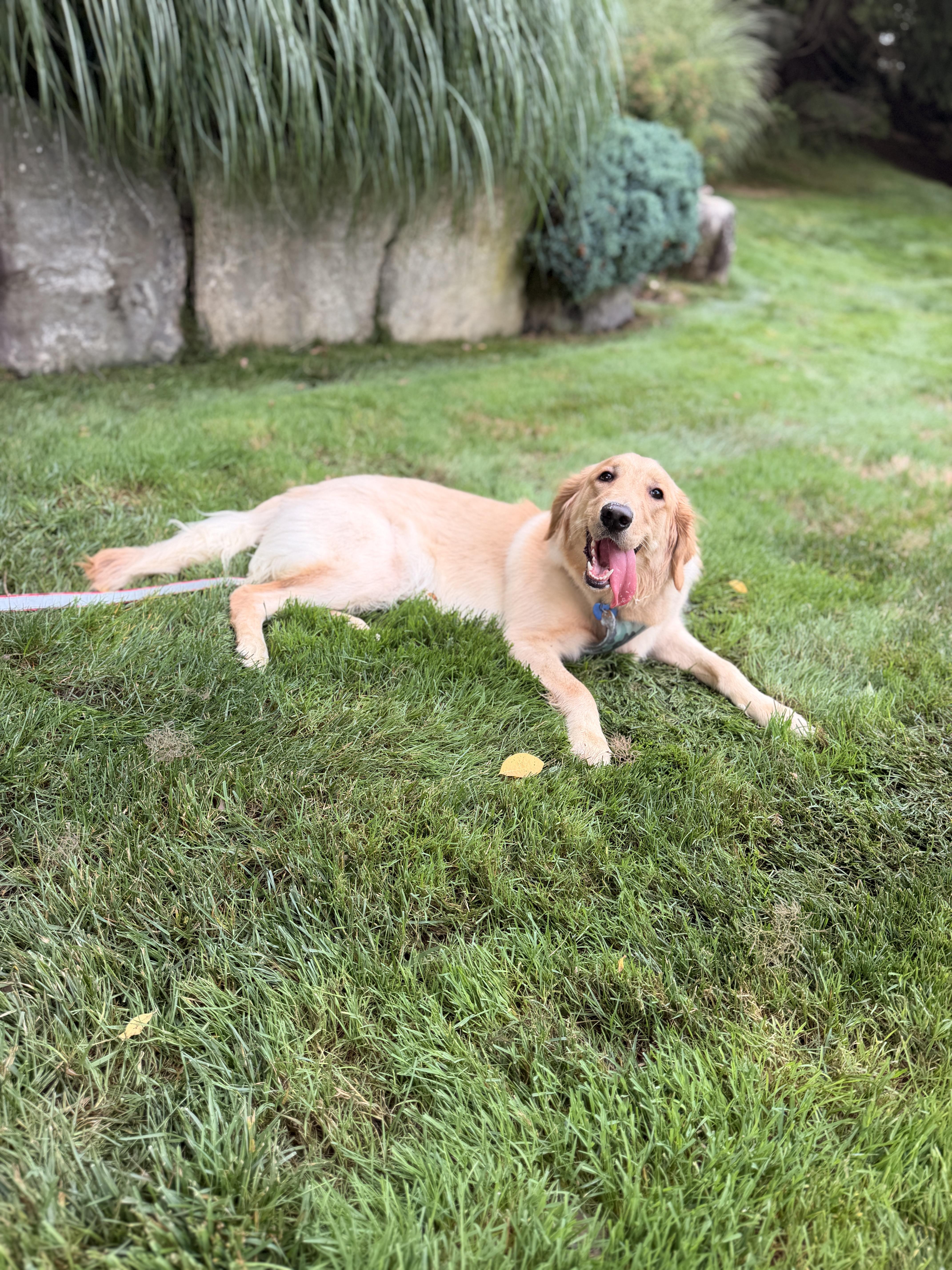 Mika, adopted, Young Female Golden Retriever.