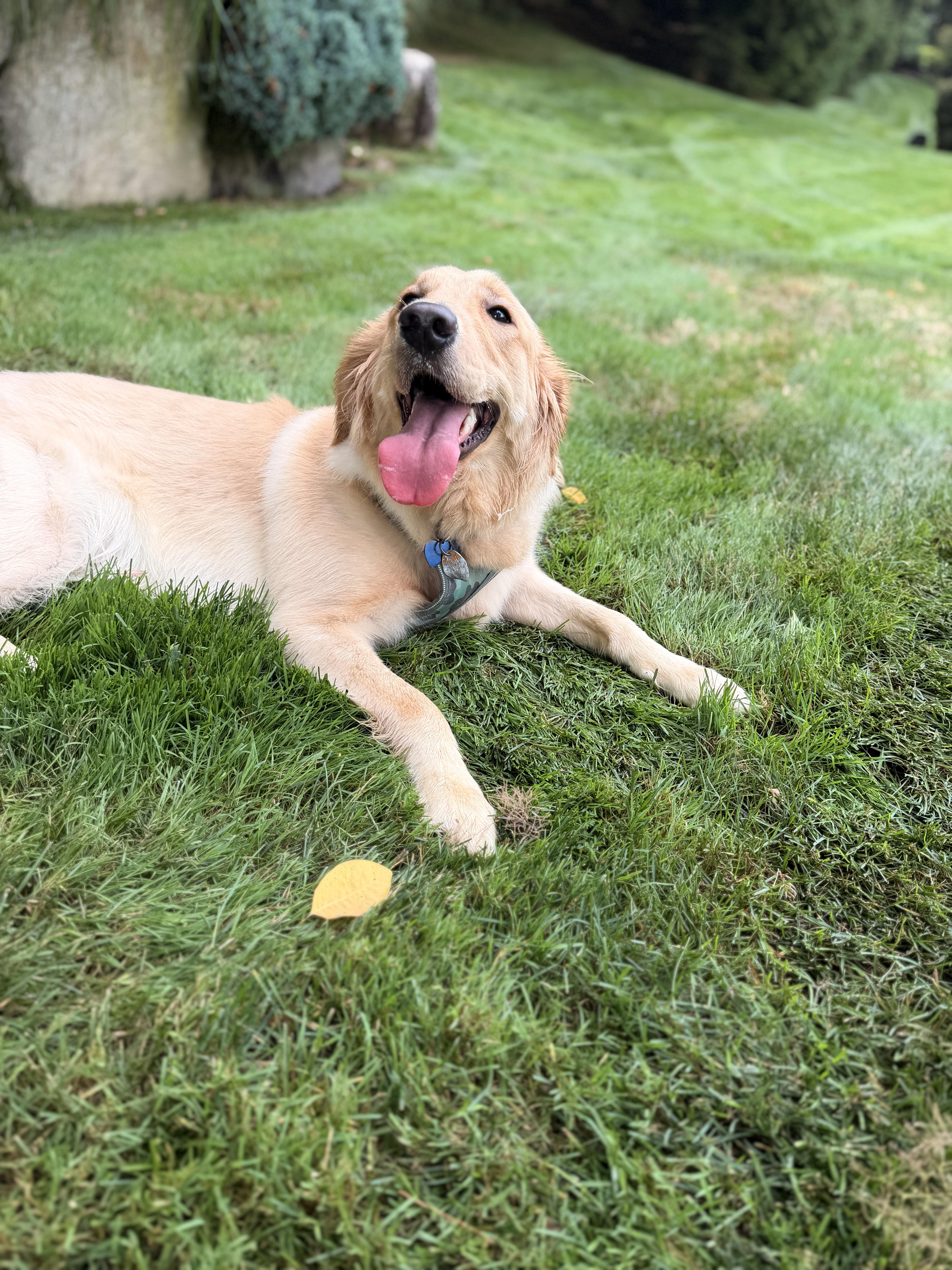 Enlarge Mika, an adopted Golden Retriever in Thornwood, NY image 4/4