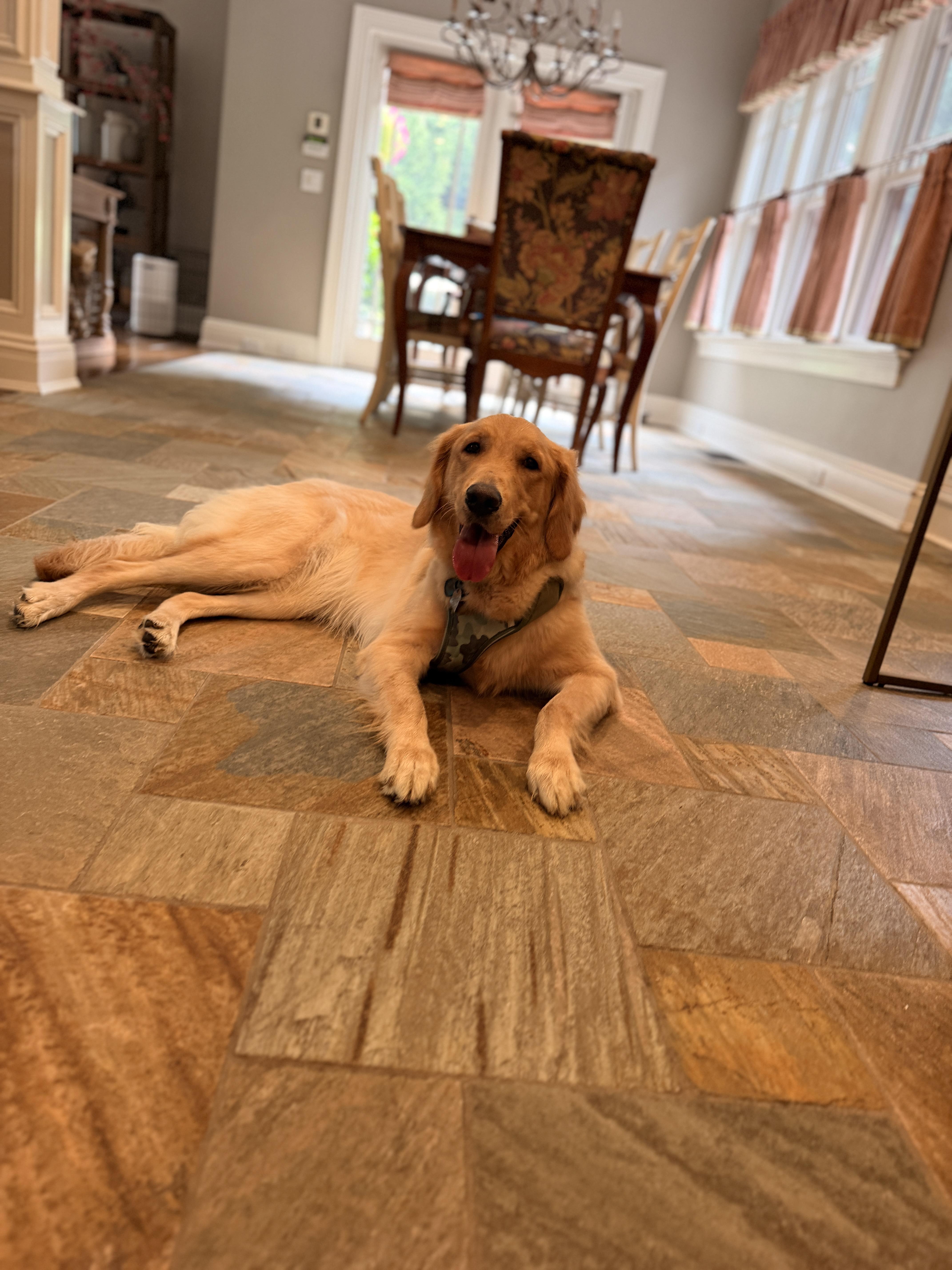Enlarge Mika, an adopted Golden Retriever in Thornwood, NY image 3/4