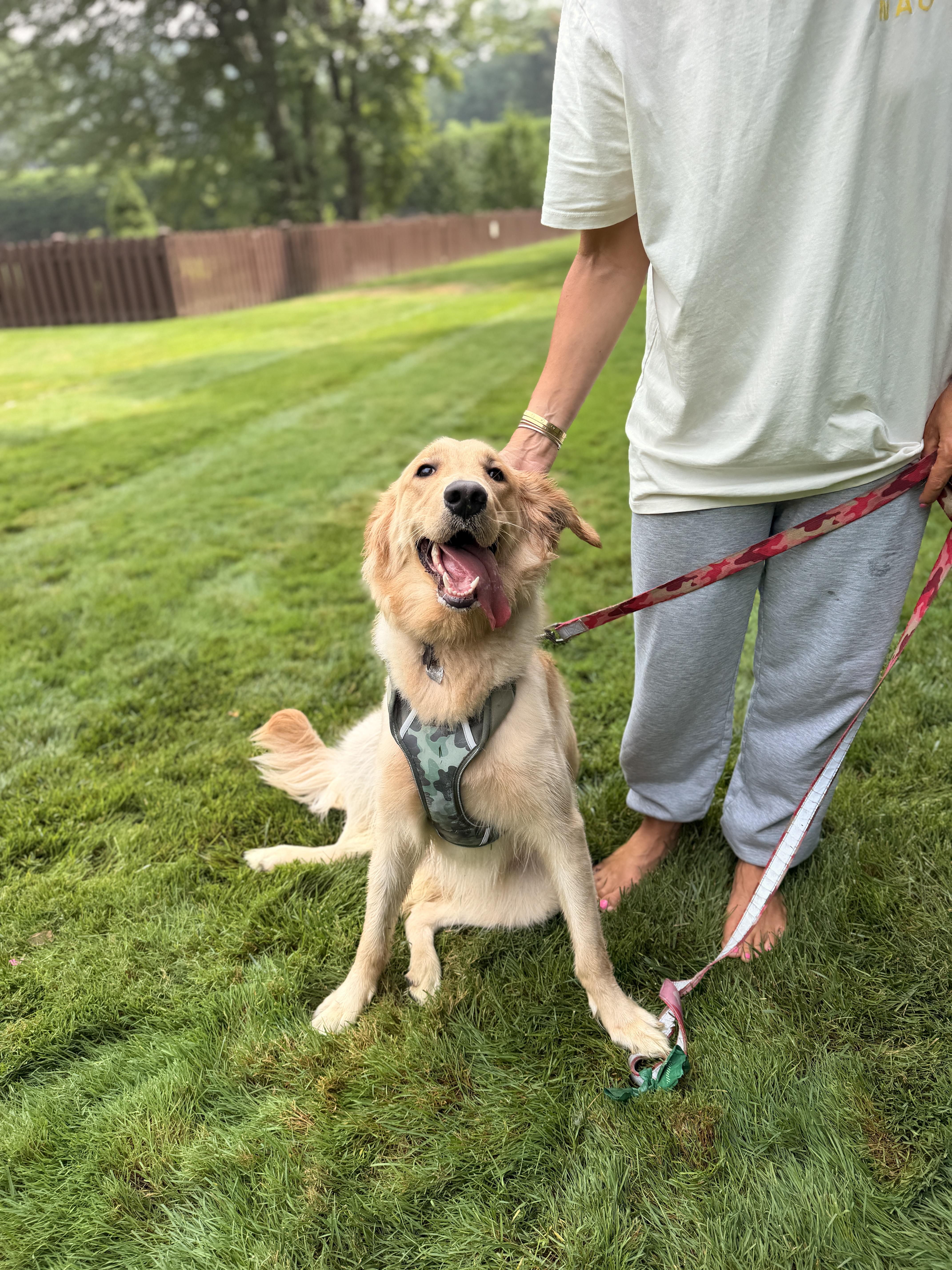 Enlarge Mika, an adopted Golden Retriever in Thornwood, NY image 2/4