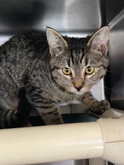 Enlarge Zaffy, a Adoptable Domestic Short Hair in Bartlesville, OK image 1/1