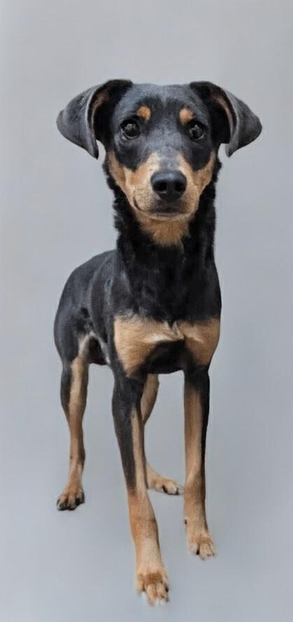 Randy, Adopted, Adult Male Miniature Pinscher.